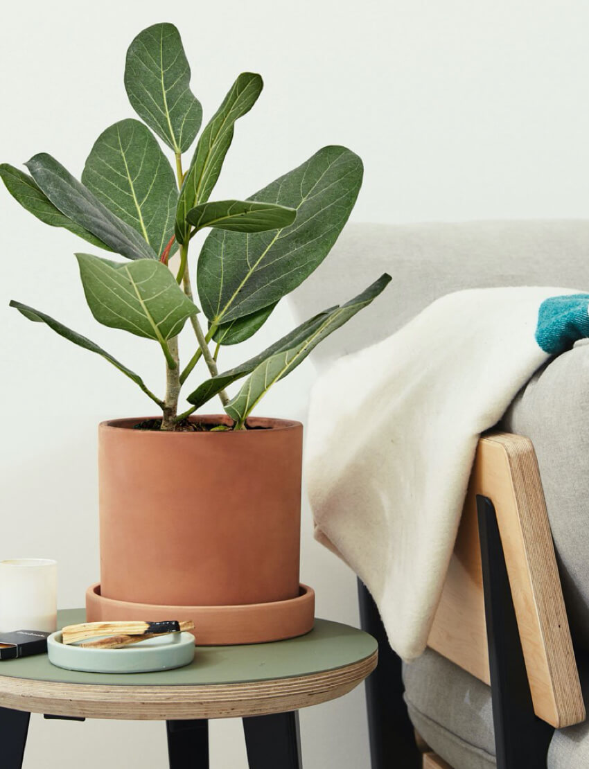 product_plants_01_4