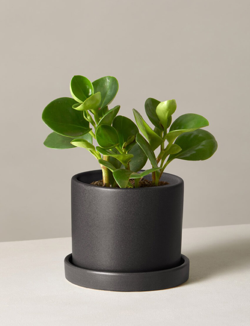 product_plants_02_1
