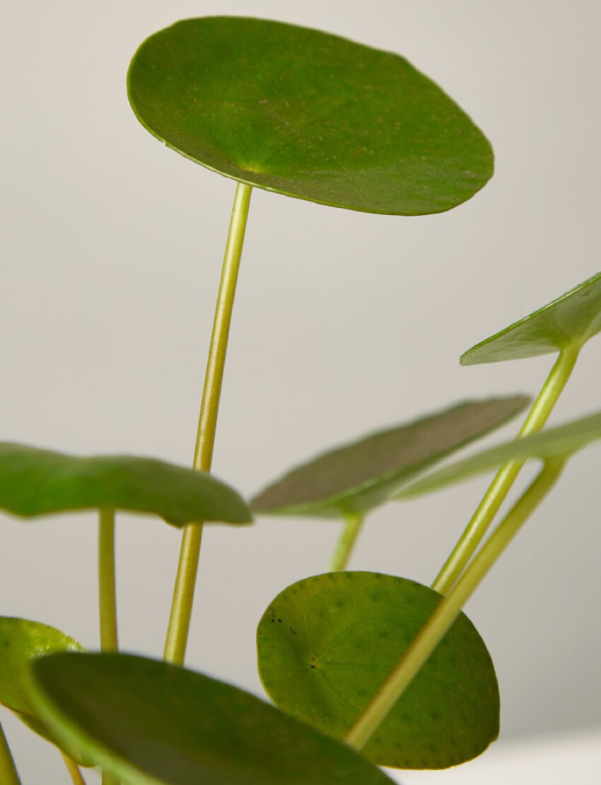 product_plants_07_3